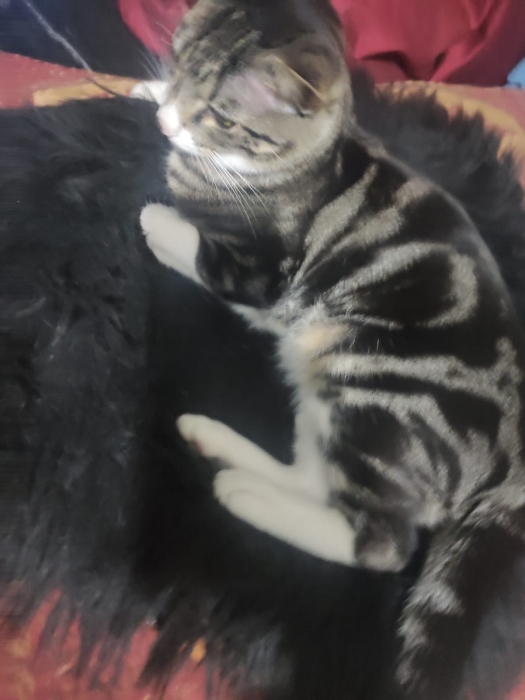 Chatons bengali marbear