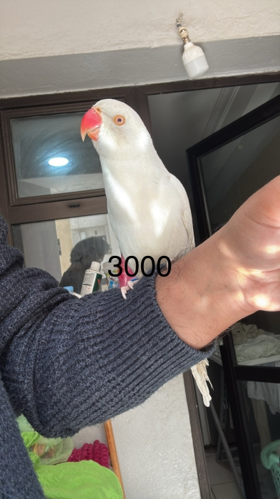 À Colier albino