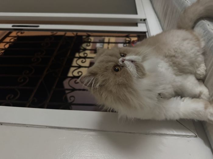 Persian chat