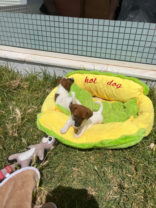 Jack Russell 🐾