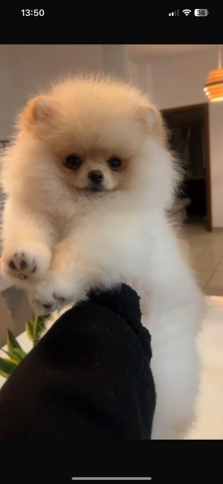 loulou de pomeranie