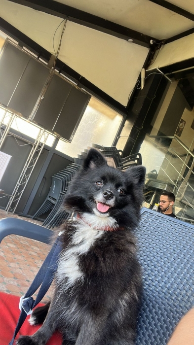 Spitz