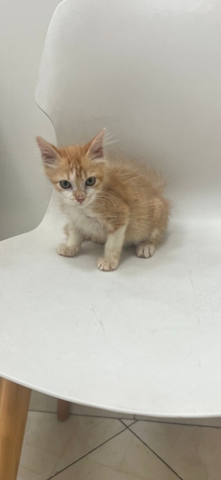 Adoption