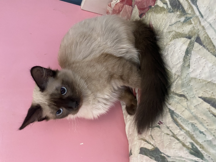 Chat balinais dispo