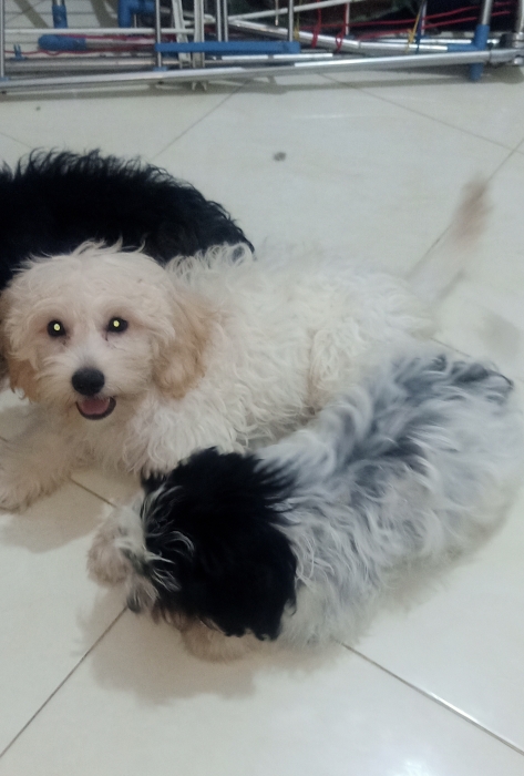 Bichon maltais