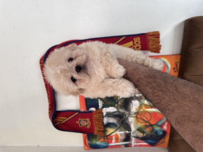 Canich shihtzu