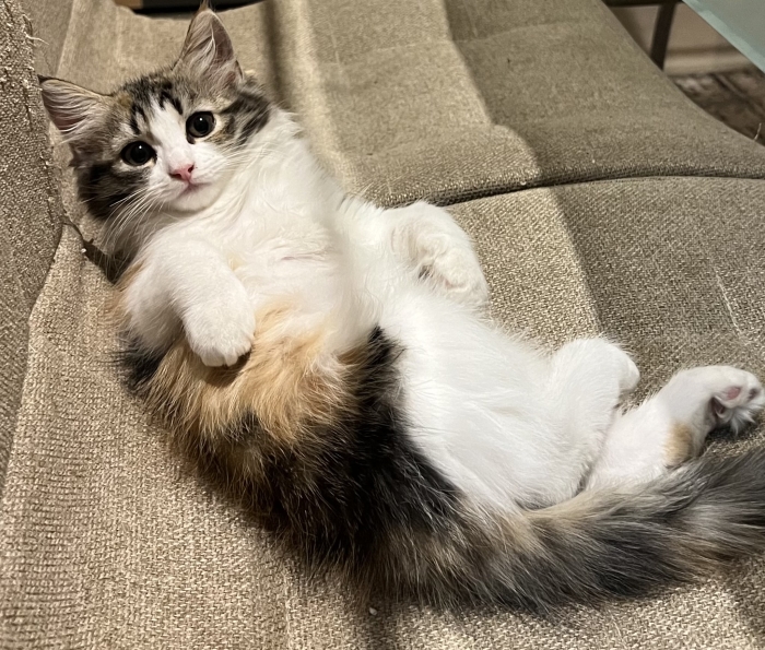 Adorable 2-Month-Old Persian Mix Kitten for Sale