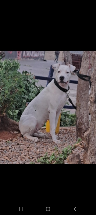 Dog argentin