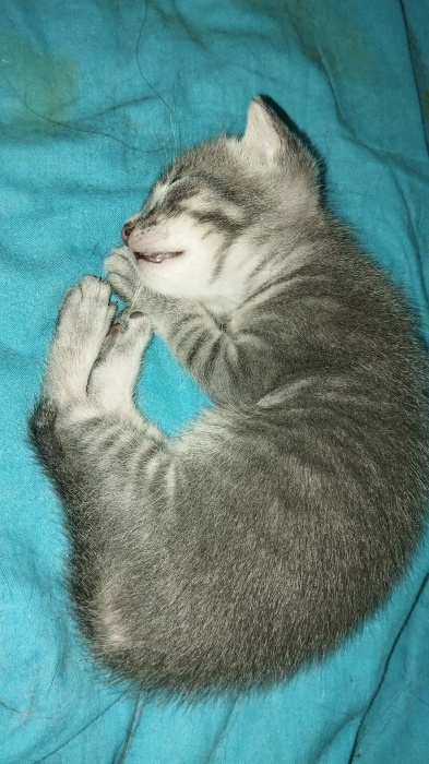 Chaton gratuit