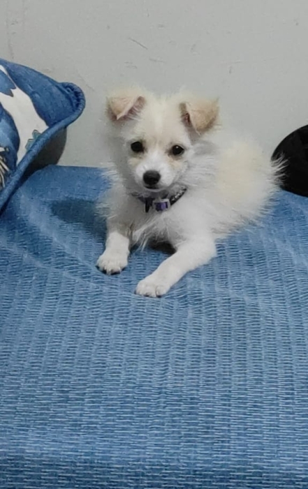 Spitz 3 mois et demi