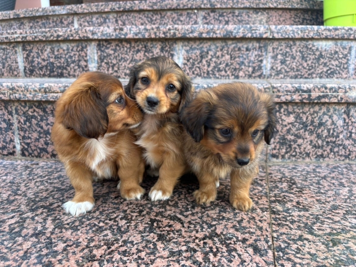 Chiots tekel
