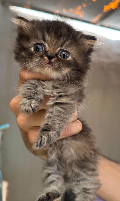 3 Chaton persan à vendre