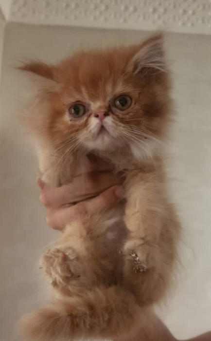 Chatte persan a vendre