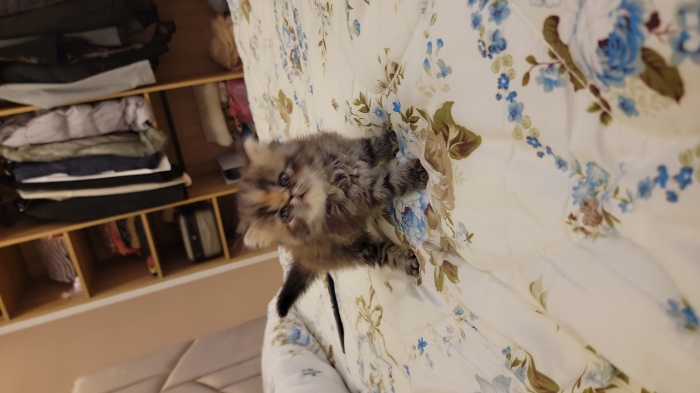 2 persan chinchilla