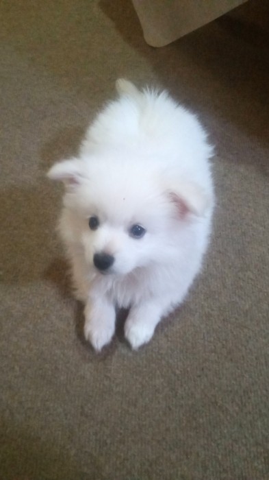 Chien spitz