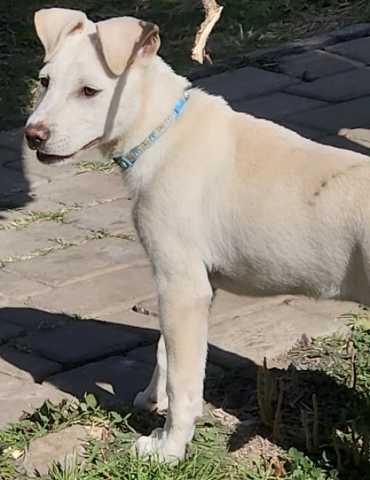 Jack Russell Terrier / Labrador
