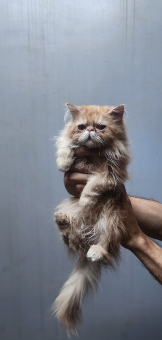 3 chaton persan à vendre