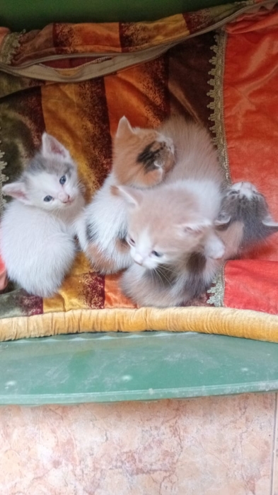 Adoption
