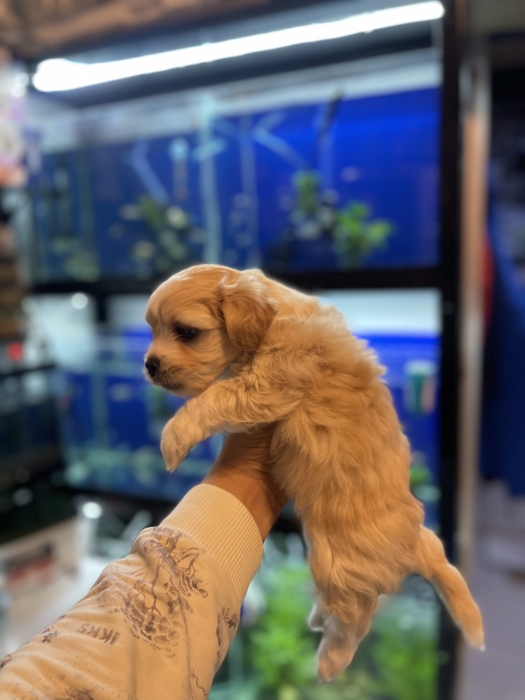 Bichon havanais