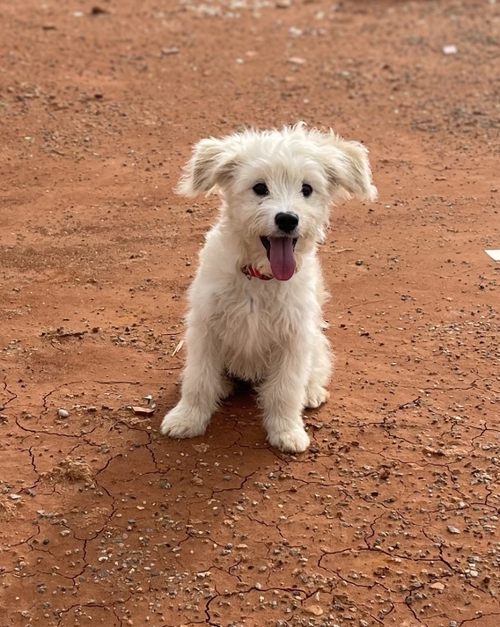 Caniche