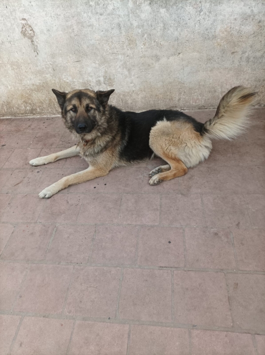 BERGER MALE