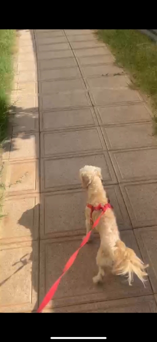 Bichon havanais