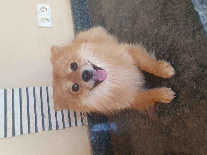 spitz nain
