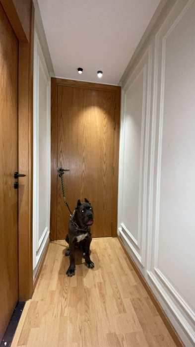 Canecorso