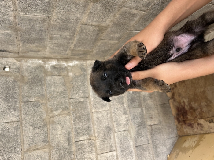 Malinois charbonne