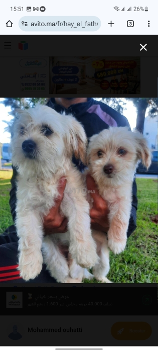 2 caniche bichons