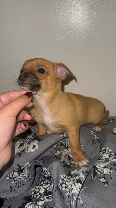 Chiwawa