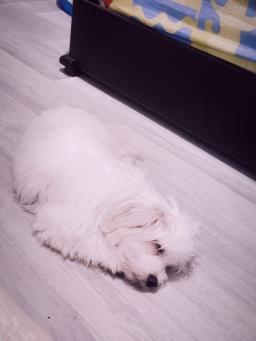Bichon maltais