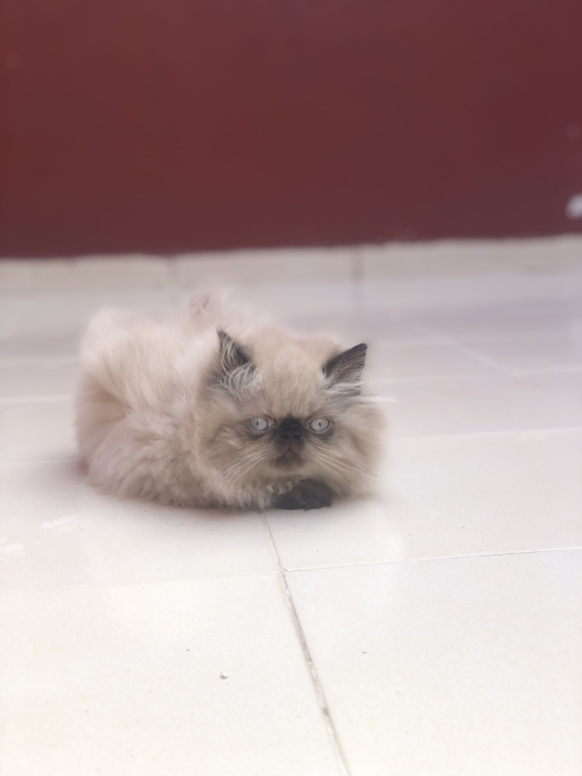 Chaton persan
