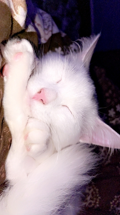 Chat angora turc pure femelle age 6mois pour des gens bien  قطة للتبني للناس طيبة لي تهلا فيها Tanger
