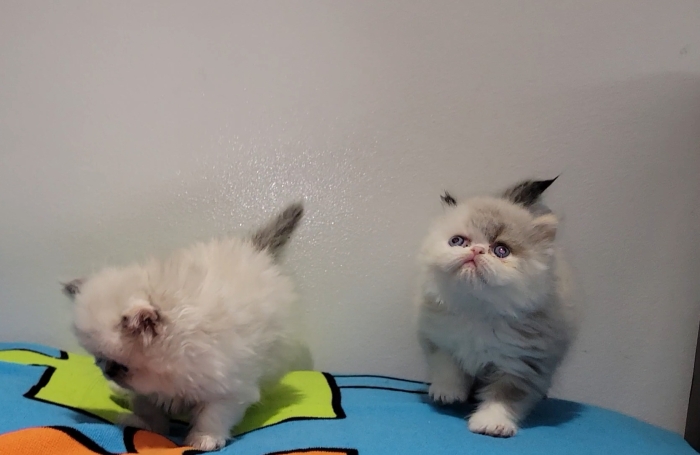 Chatons persan