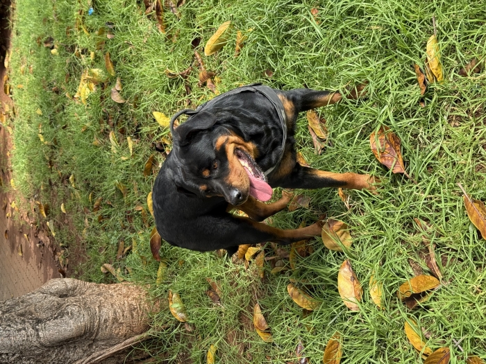 Rott