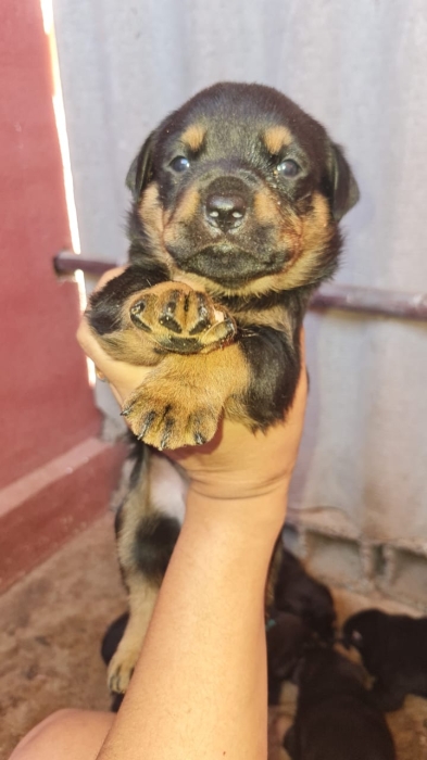 Pure Rottweiler