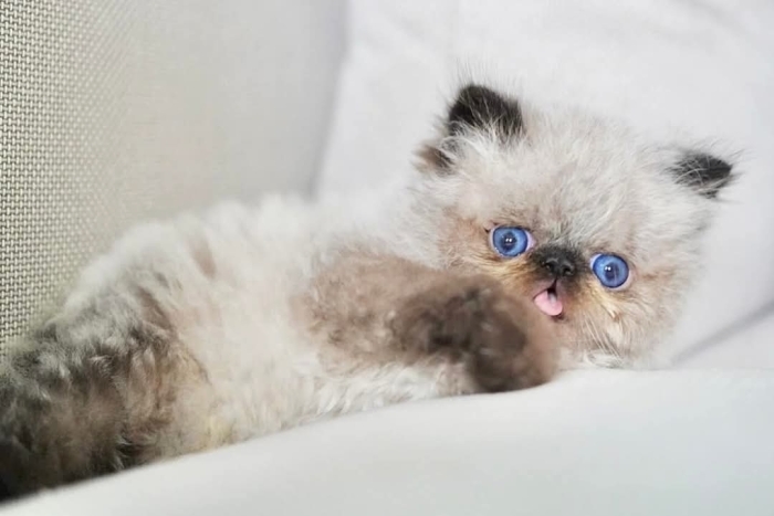 Chat persan