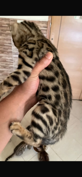 Chats bengal