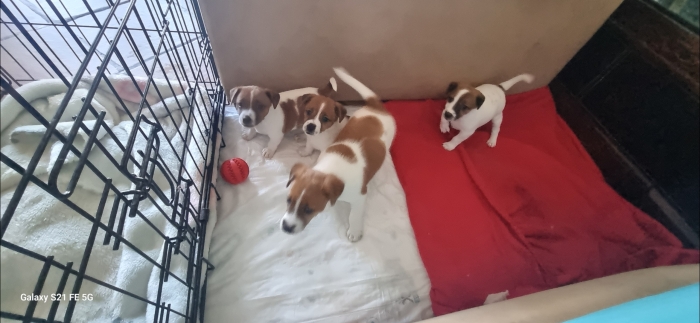 Jack russell