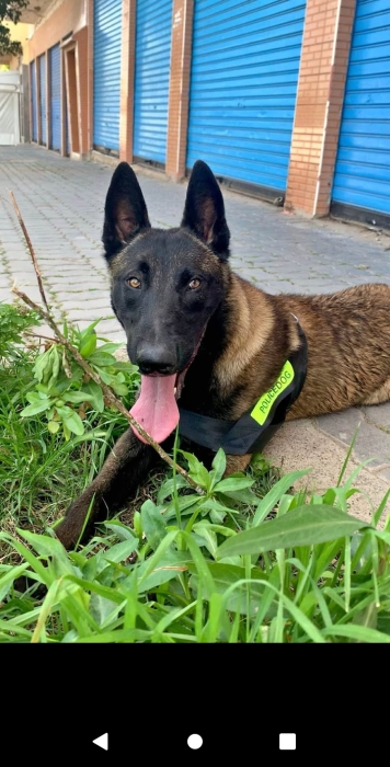 Malinois