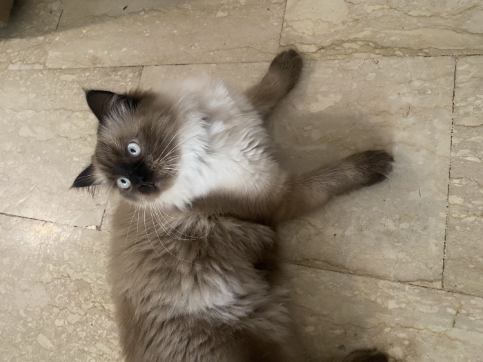 Himalayen