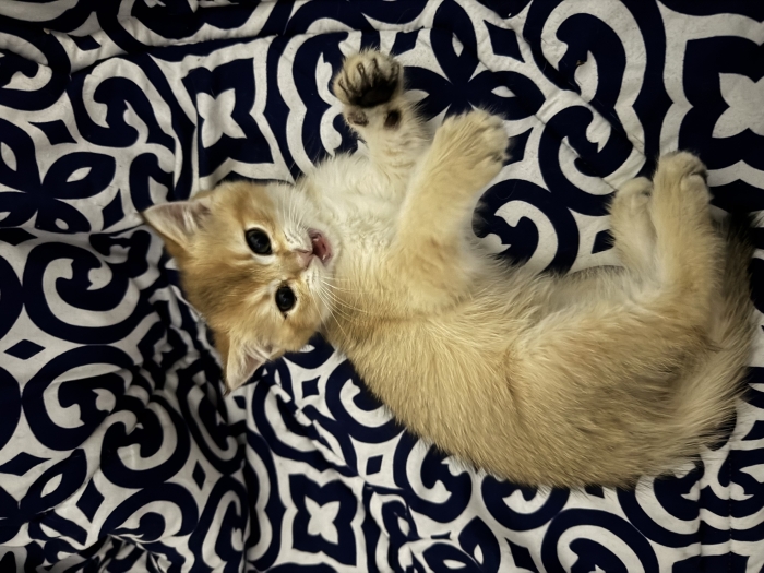 British shorthair