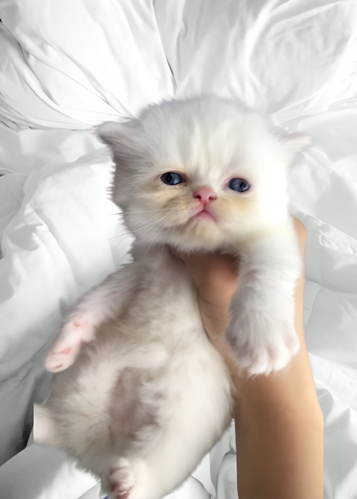 3 chats persian