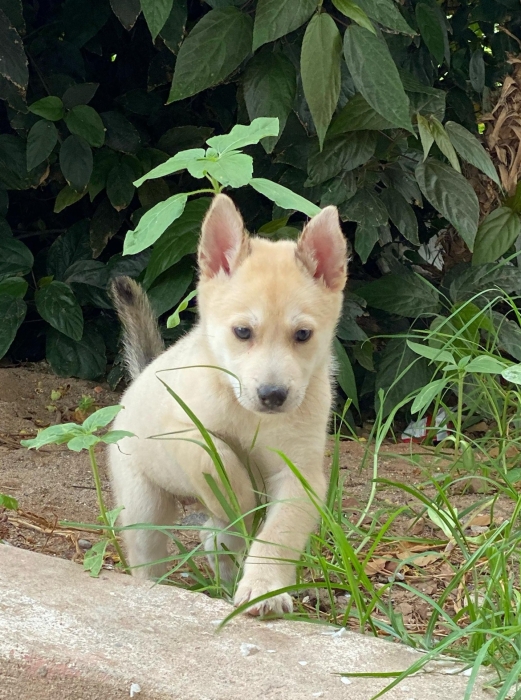 Husky 3mois