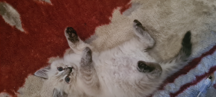 Chat siberien de 2 mois