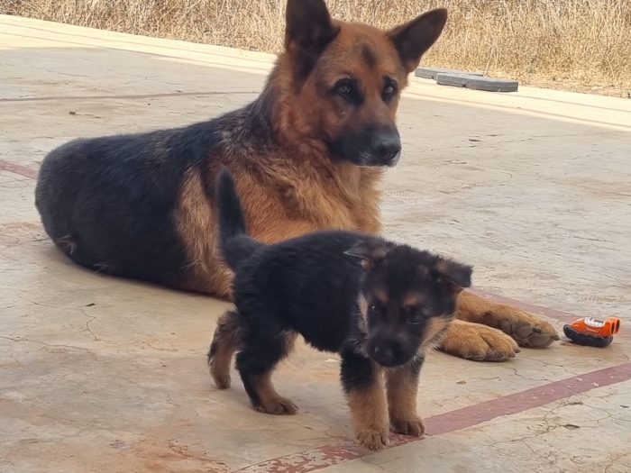 Chiots Bergers Allemands pure race
