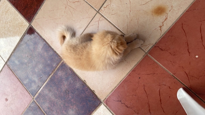Spitz x bichon