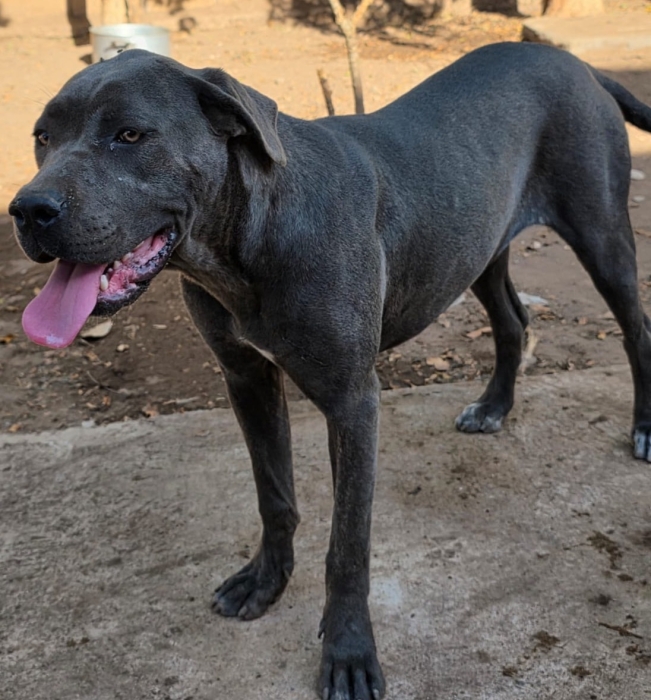 Cane Corso gris femelle 10 mois