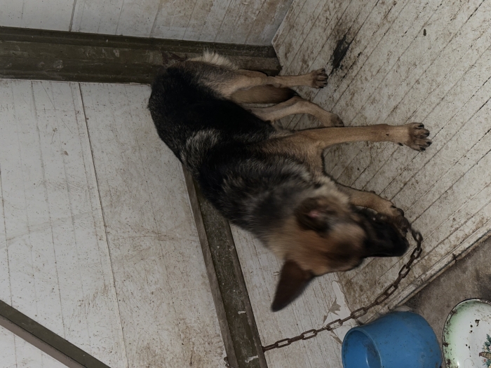 Berger allemand pedigree